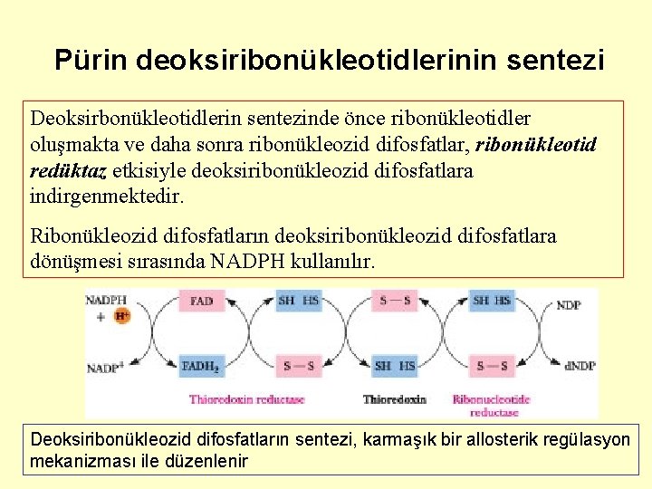 Pürin deoksiribonükleotidlerinin sentezi Deoksirbonükleotidlerin sentezinde önce ribonükleotidler oluşmakta ve daha sonra ribonükleozid difosfatlar, ribonükleotid