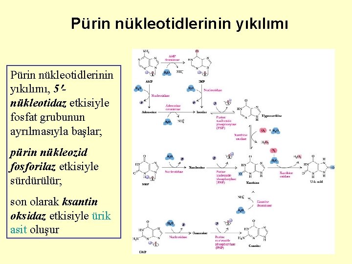 Pürin nükleotidlerinin yıkılımı, 5 nükleotidaz etkisiyle fosfat grubunun ayrılmasıyla başlar; pürin nükleozid fosforilaz etkisiyle