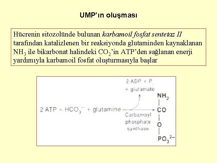 UMP’ın oluşması Hücrenin sitozolünde bulunan karbamoil fosfat sentetaz II tarafından katalizlenen bir reaksiyonda glutaminden