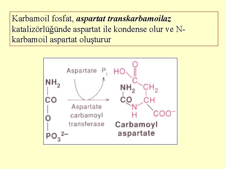 Karbamoil fosfat, aspartat transkarbamoilaz katalizörlüğünde aspartat ile kondense olur ve Nkarbamoil aspartat oluşturur 