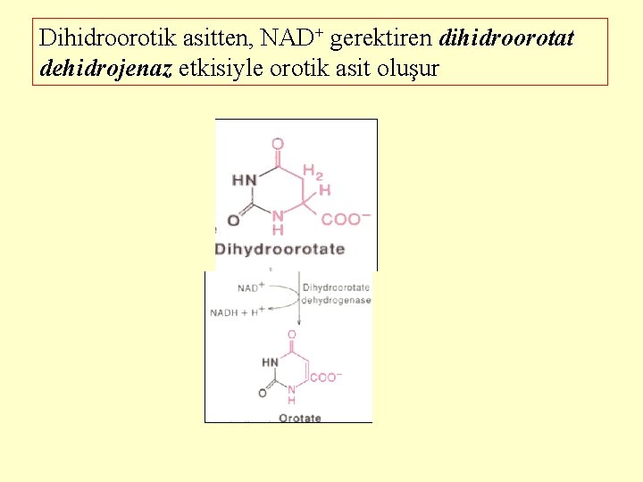 Dihidroorotik asitten, NAD+ gerektiren dihidroorotat dehidrojenaz etkisiyle orotik asit oluşur 