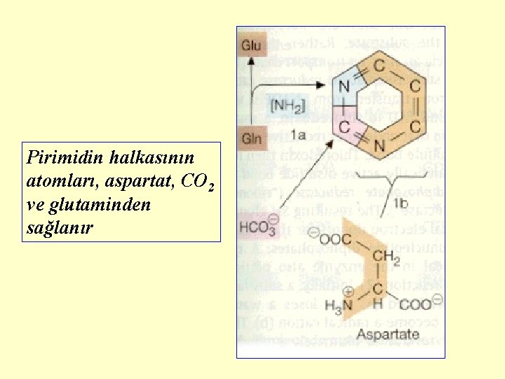 Pirimidin halkasının atomları, aspartat, CO 2 ve glutaminden sağlanır 