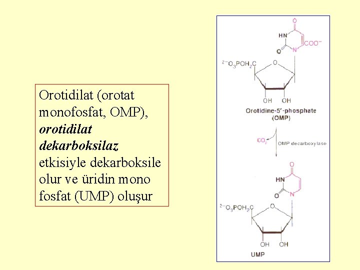 Orotidilat (orotat monofosfat, OMP), orotidilat dekarboksilaz etkisiyle dekarboksile olur ve üridin mono fosfat (UMP)