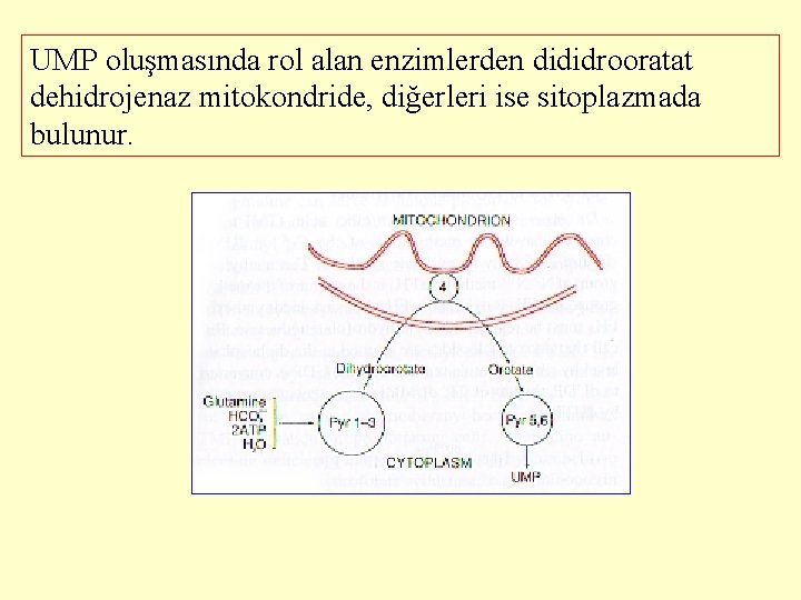 UMP oluşmasında rol alan enzimlerden dididrooratat dehidrojenaz mitokondride, diğerleri ise sitoplazmada bulunur. 