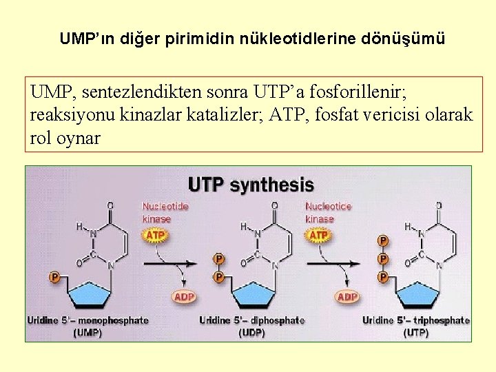 UMP’ın diğer pirimidin nükleotidlerine dönüşümü UMP, sentezlendikten sonra UTP’a fosforillenir; reaksiyonu kinazlar katalizler; ATP,