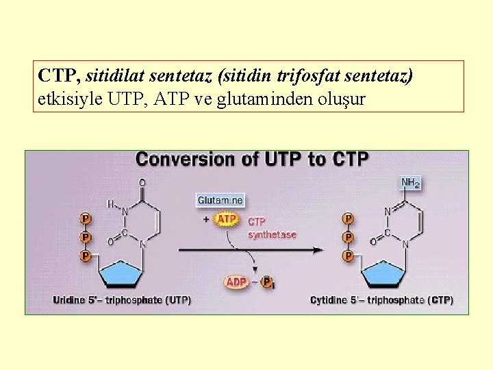 CTP, sitidilat sentetaz (sitidin trifosfat sentetaz) etkisiyle UTP, ATP ve glutaminden oluşur 