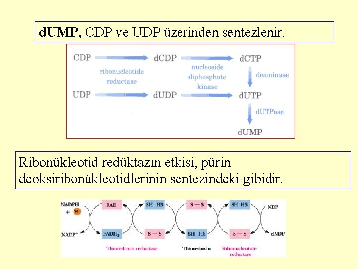 d. UMP, CDP ve UDP üzerinden sentezlenir. Ribonükleotid redüktazın etkisi, pürin deoksiribonükleotidlerinin sentezindeki gibidir.