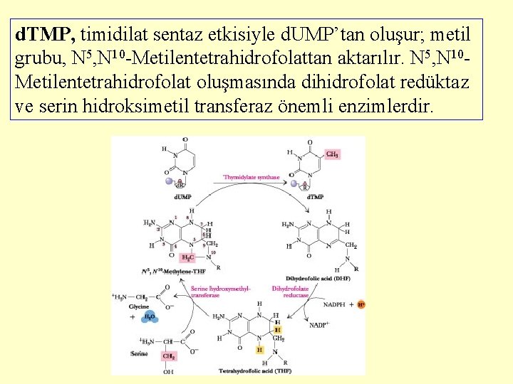 d. TMP, timidilat sentaz etkisiyle d. UMP’tan oluşur; metil grubu, N 5, N 10