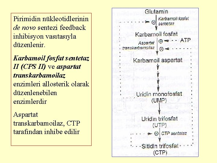 Pirimidin nükleotidlerinin de novo sentezi feedback inhibisyon vasıtasıyla düzenlenir. Karbamoil fosfat sentetaz II (CPS