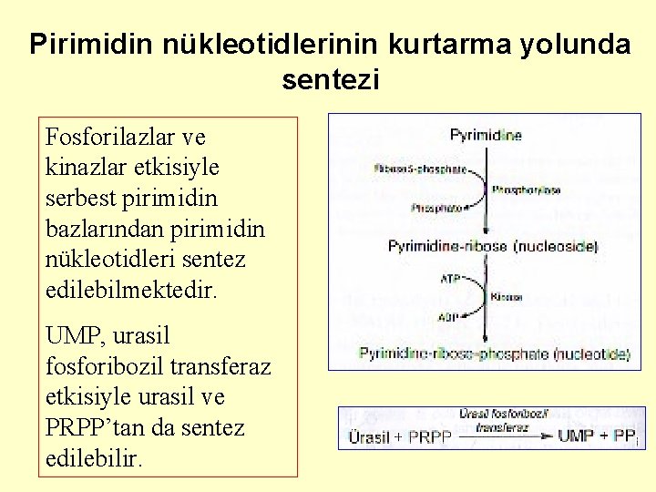 Pirimidin nükleotidlerinin kurtarma yolunda sentezi Fosforilazlar ve kinazlar etkisiyle serbest pirimidin bazlarından pirimidin nükleotidleri