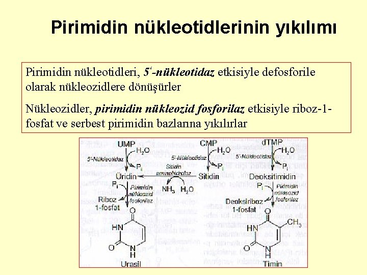 Pirimidin nükleotidlerinin yıkılımı Pirimidin nükleotidleri, 5‘-nükleotidaz etkisiyle defosforile olarak nükleozidlere dönüşürler Nükleozidler, pirimidin nükleozid