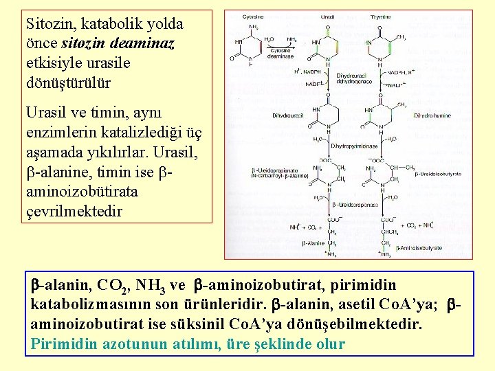 Sitozin, katabolik yolda önce sitozin deaminaz etkisiyle urasile dönüştürülür Urasil ve timin, aynı enzimlerin