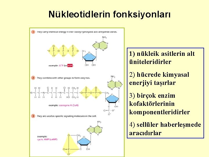 Nükleotidlerin fonksiyonları 1) nükleik asitlerin alt üniteleridirler 2) hücrede kimyasal enerjiyi taşırlar 3) birçok