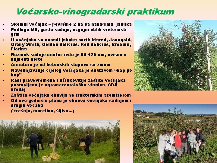 Voćarsko-vinogradarski praktikum • • • Školski voćnjak – površine 2 ha sa nasadima jabuka