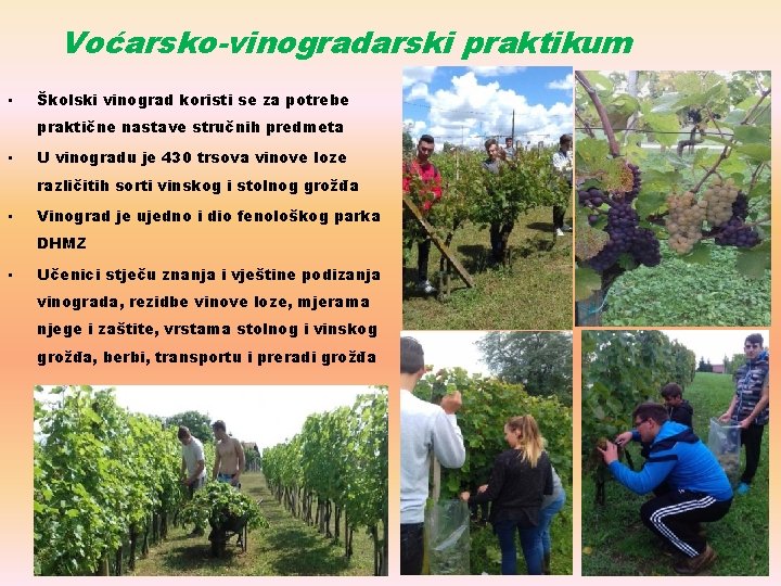 Voćarsko-vinogradarski praktikum • Školski vinograd koristi se za potrebe praktične nastave stručnih predmeta •