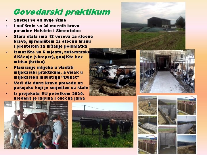 Govedarski praktikum • • Sastoji se od dvije štale Lauf štala sa 30 muznih