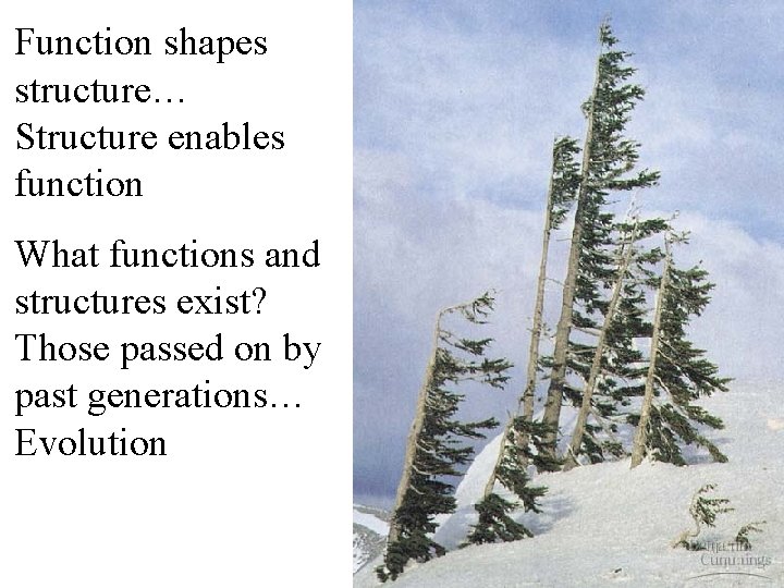 Function shapes structure… Structure enables function What functions and structures exist? Those passed on