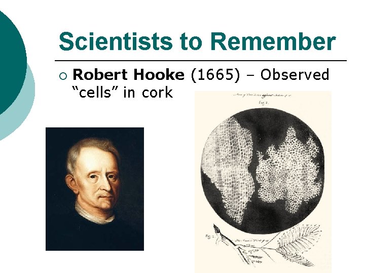 Scientists to Remember ¡ Robert Hooke (1665) – Observed “cells” in cork 