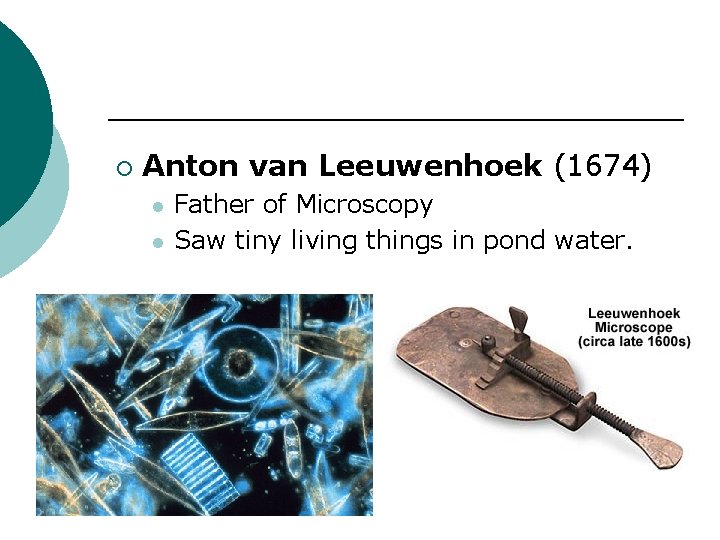 ¡ Anton van Leeuwenhoek (1674) l l Father of Microscopy Saw tiny living things