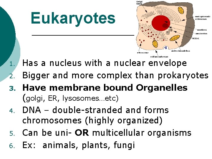 Eukaryotes 1. 2. 3. 4. 5. 6. Has a nucleus with a nuclear envelope