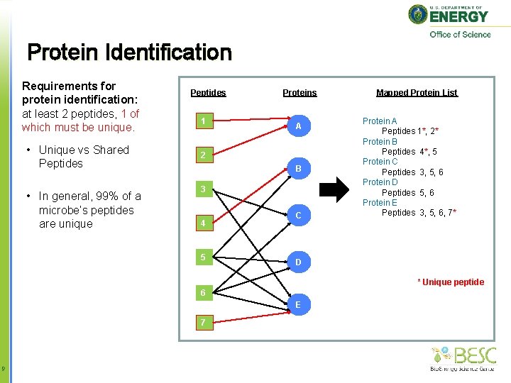 Protein Identification Requirements for protein identification: at least 2 peptides, 1 of which must