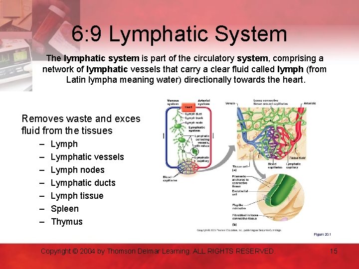 6: 9 Lymphatic System The lymphatic system is part of the circulatory system, comprising