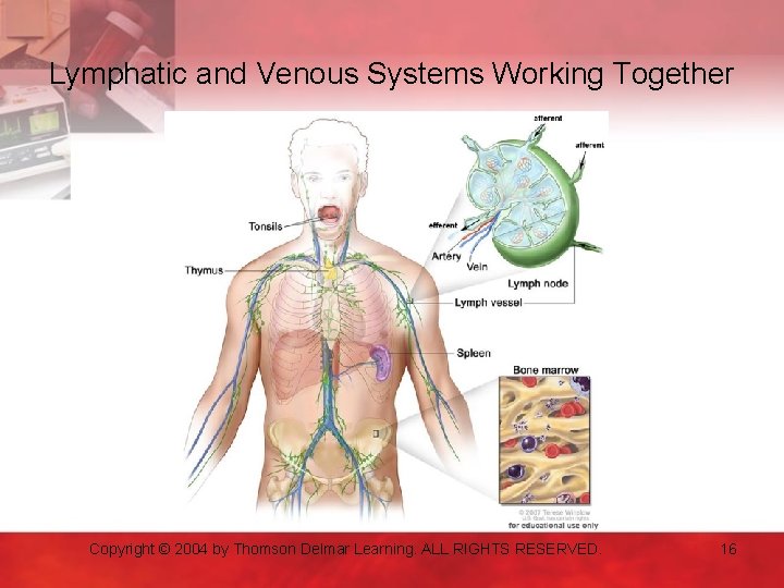 Lymphatic and Venous Systems Working Together Copyright © 2004 by Thomson Delmar Learning. ALL