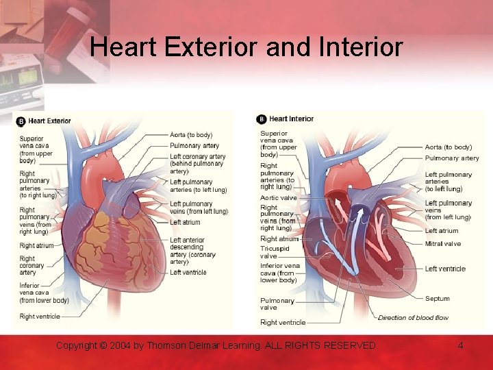 Heart Exterior and Interior Copyright © 2004 by Thomson Delmar Learning. ALL RIGHTS RESERVED.