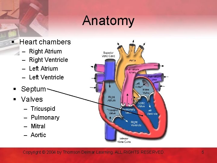 Anatomy § Heart chambers – – Right Atrium Right Ventricle Left Atrium Left Ventricle