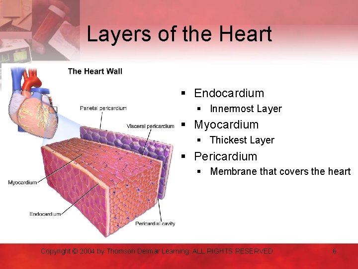 Layers of the Heart § Endocardium § Innermost Layer § Myocardium § Thickest Layer