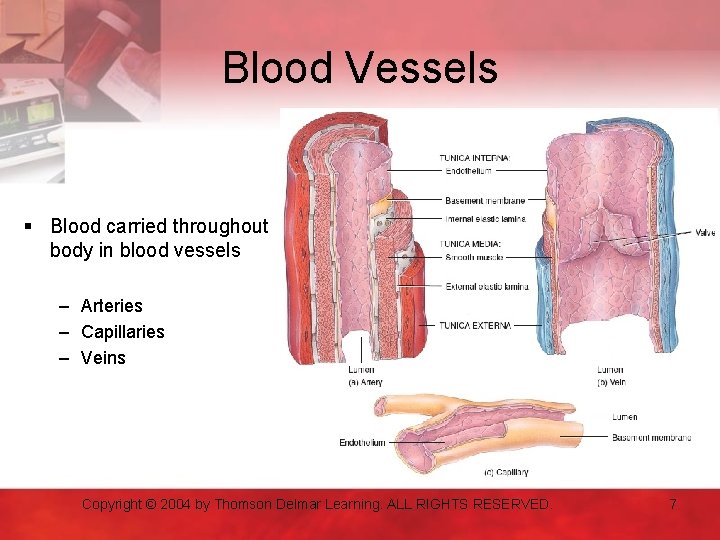 Blood Vessels § Blood carried throughout body in blood vessels – Arteries – Capillaries