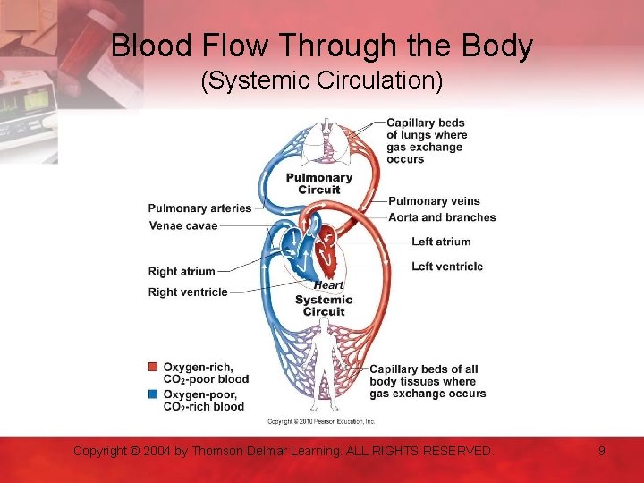 Blood Flow Through the Body (Systemic Circulation) Copyright © 2004 by Thomson Delmar Learning.