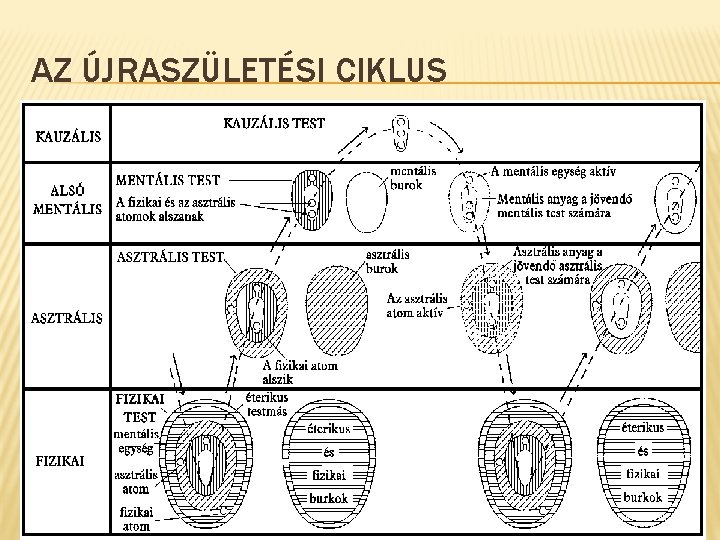 AZ ÚJRASZÜLETÉSI CIKLUS 