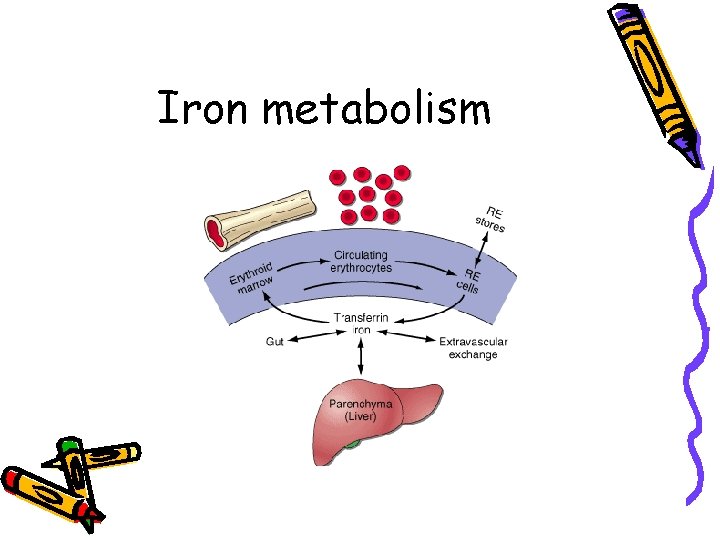 Iron metabolism 