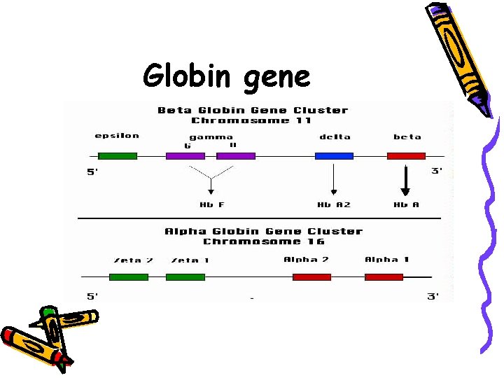 Globin gene 