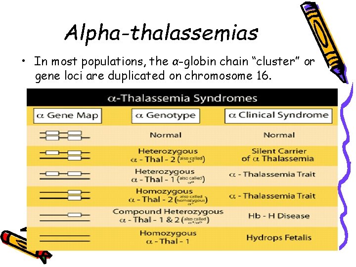 Alpha-thalassemias • In most populations, the α-globin chain “cluster” or gene loci are duplicated