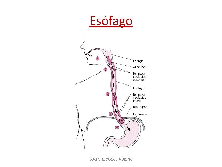 Esófago DOCENTE: CARLOS MORENO 
