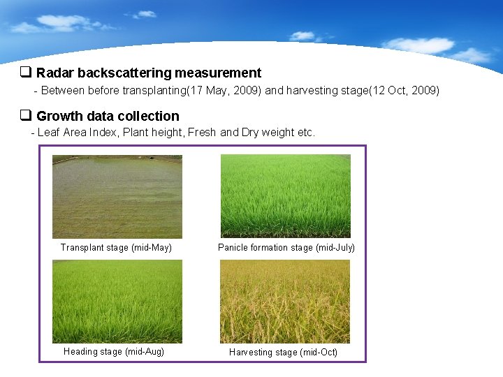 q Radar backscattering measurement - Between before transplanting(17 May, 2009) and harvesting stage(12 Oct,