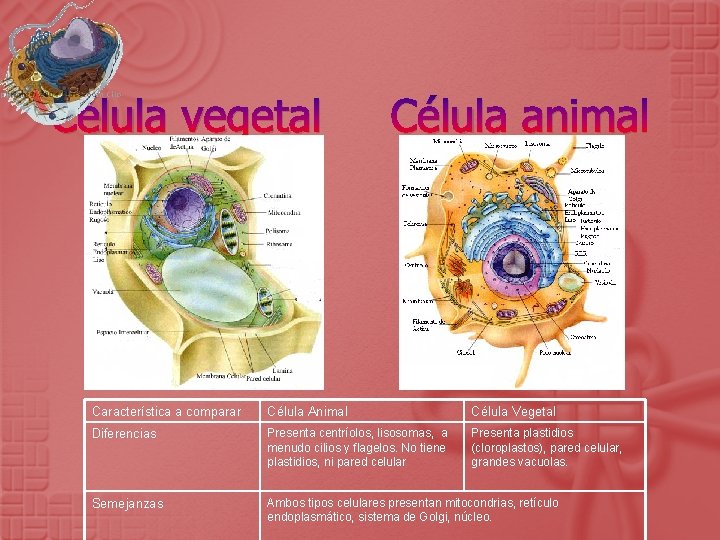 Célula vegetal Célula animal Característica a comparar Célula Animal Célula Vegetal Diferencias Presenta centríolos,