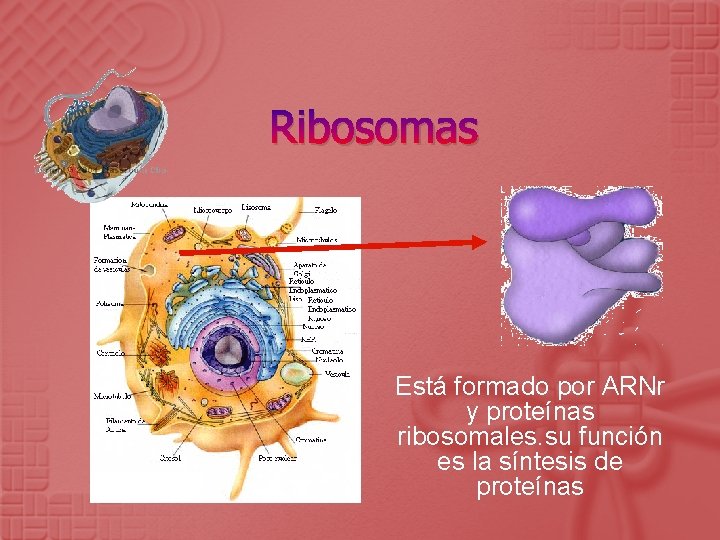Ribosomas Está formado por ARNr y proteínas ribosomales. su función es la síntesis de