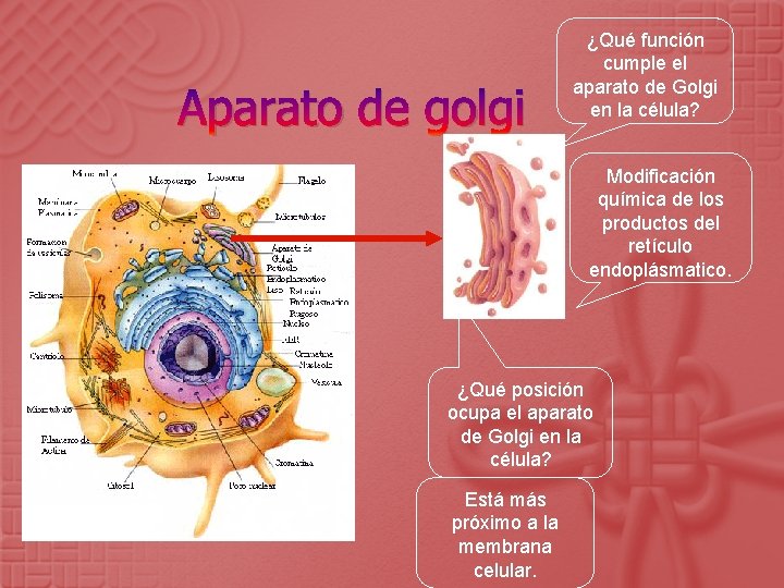 Aparato de golgi ¿Qué función cumple el aparato de Golgi en la célula? Modificación