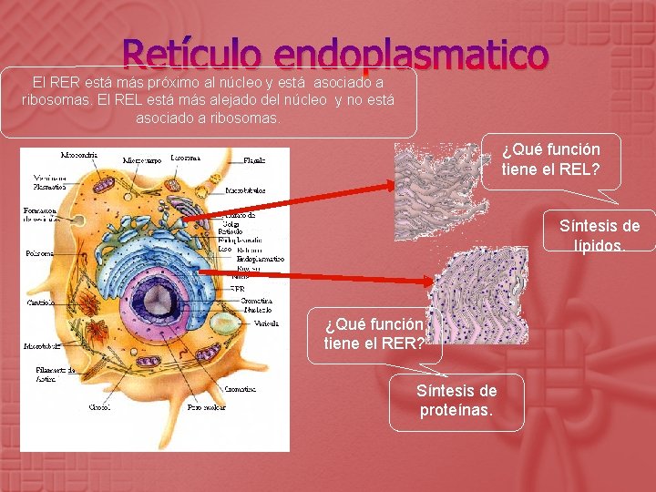 Retículo endoplasmatico El RER está más próximo al núcleo y está asociado a ribosomas.