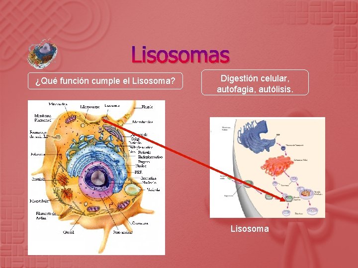 Lisosomas ¿Qué función cumple el Lisosoma? Digestión celular, autofagia, autólisis. Lisosoma 