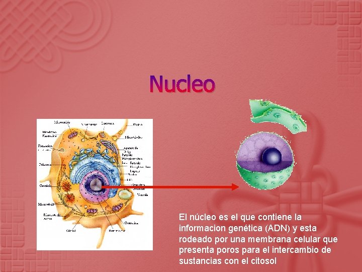Nucleo El núcleo es el que contiene la informacion genética (ADN) y esta rodeado