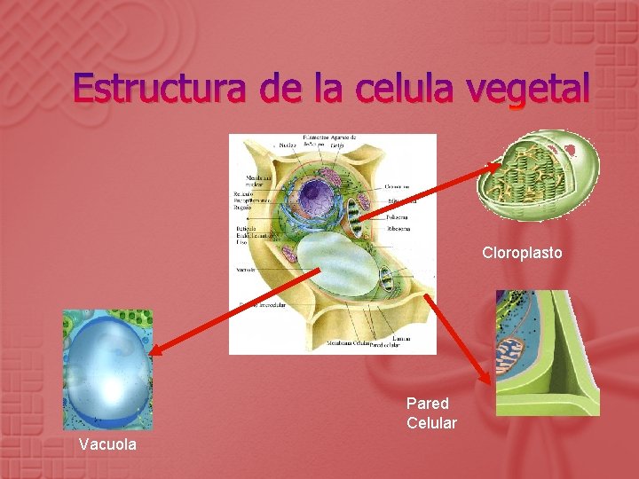 Estructura de la celula vegetal Cloroplasto Pared Celular Vacuola 