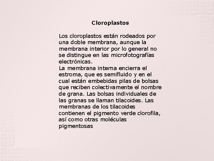 Cloroplastos Los cloroplastos están rodeados por una doble membrana, aunque la membrana interior por