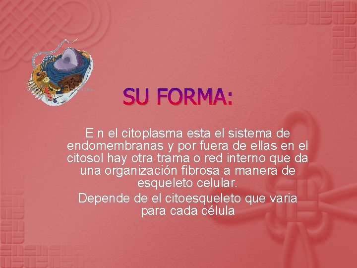 SU FORMA: E n el citoplasma esta el sistema de endomembranas y por fuera