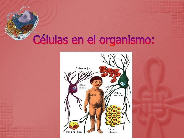 Células en el organismo: 