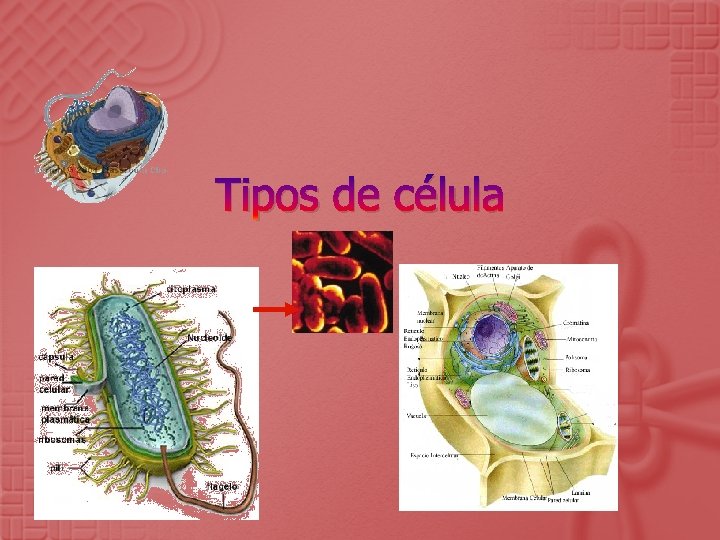 Tipos de célula 