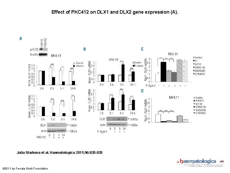 Effect of PKC 412 on DLX 1 and DLX 2 gene expression (A). Julia